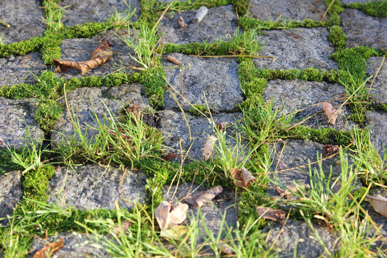 Wildkraut vorher